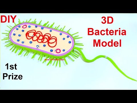 bacteria model (3D) making | DIY | science fair project | diy at home | howtofunda | biology