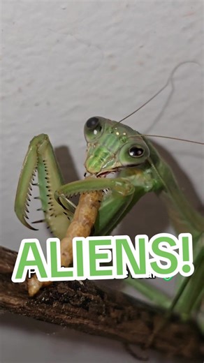 Little alien warrior devouring dinner like a BEAST while Jericho plays in the background 😌👽 Mantises are incredibly strong hunters, they strike faster than the human eye can see and use those razor-sharp forelegs to hold prey steady. 💪 They may look intense, but they’re gentle giants when it comes to us humans! 🥰 Respect our tiny predators ✨ *This mantis is invasive in North America (which is why she's indoors) Here in South Carolina we do have a native Carolina Mantis, but they are smaller.