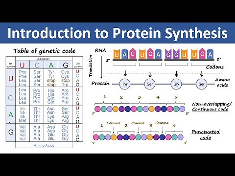 Introduction to Protein Synthesis | What is genetic code? | Biochemistry Basics