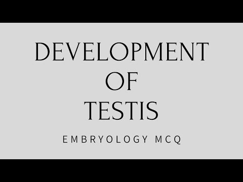 Development of testis, embryology mcq, origin of primordial germ cells