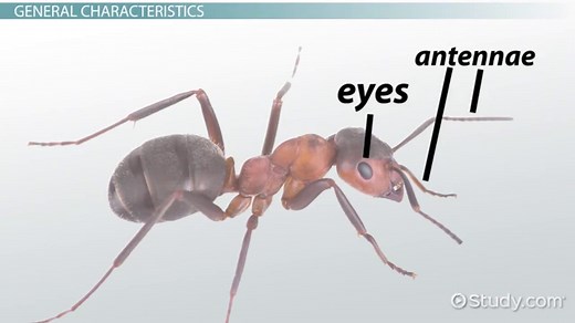 Class Insecta Definition, Characteristics & Orders