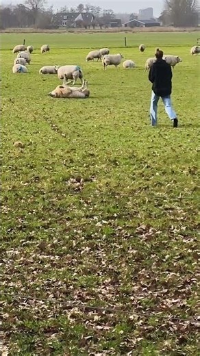 Emergency situation🆘🐑; Sheep on its back, can't turn back❗