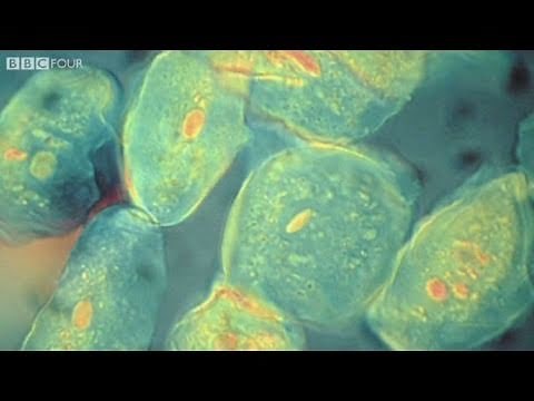 How did the evolution of complex life on Earth begin? - The Gene Code, Episode 1 - BBC
