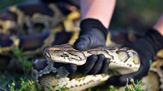 2024 Python Challenge: Everything to know about Florida's annual snake removal competition