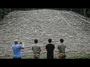 Thousands of Florida Pythons Were Found Decapitated — Scientists Were Stunned