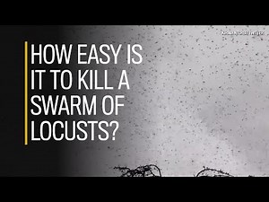 NP Explained: How easy is it to kill a swarm of locusts?