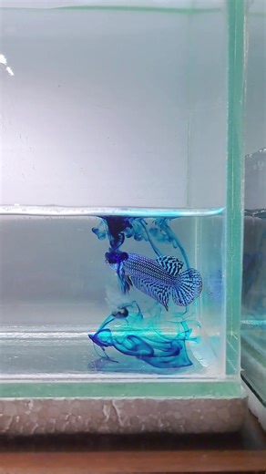 alien betta fish. #betta #bettafish #cupang #ikanhias #ikancupang #aquarium