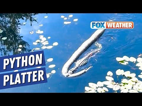 Watch: Alligator Seen Dragging Enormous Python Stuns Tour Guides In Florida's Everglades
