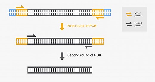 Nested PCR: Principle and Applications | Microbe Online
