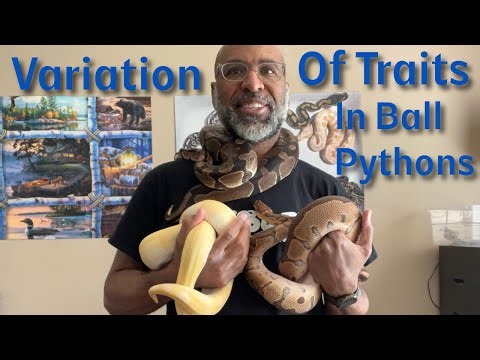 Variation of Traits in Ball Pythons - Albino, Candino, Clown, and Axanthic