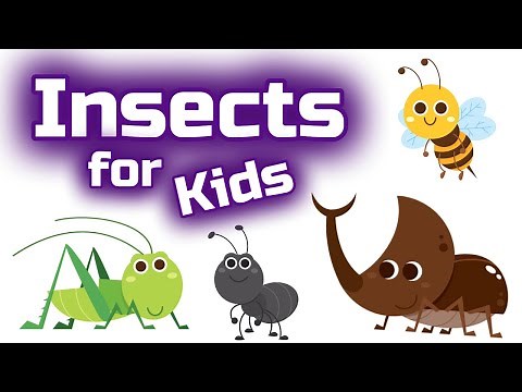 Insects for Kids