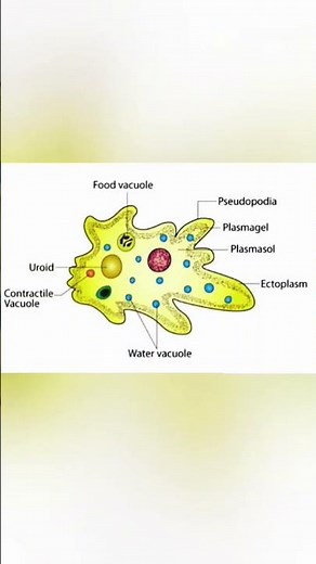 Amoeba Diagram