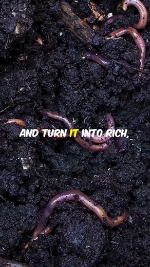 Amish Soil Amendments Tricks That Outgrow Compost (Most Gardeners Ignore This) | Seedly 🌱