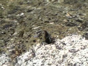 水生昆虫カゲロウ羽化～Aquatic insect Emergence～