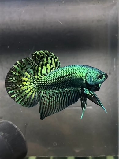 Exploring Alien Green Betta Fish Species