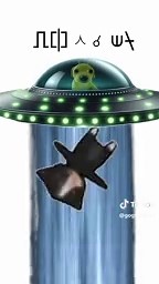 Unbelievable Dog Encounters with An Alien