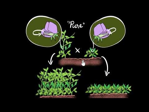 Mendel's experiment (monohybrid cross) | Heredity & Evolution | Biology | Khan Academy