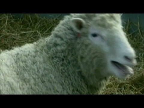 1996: Dolly the sheep cloned