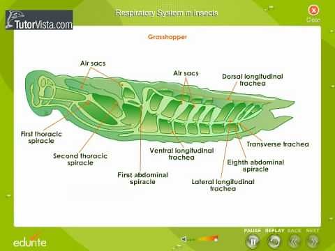 Respiratory System In Insects