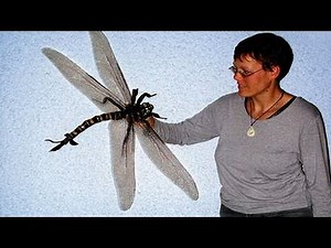The Biggest Insect In The World