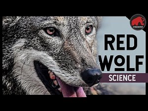 The Science of the Red Wolf: Will they survive their own apocalypse?