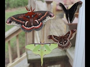 Giant Moths!!!
