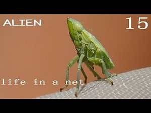 Some insects look like aliens from other worlds