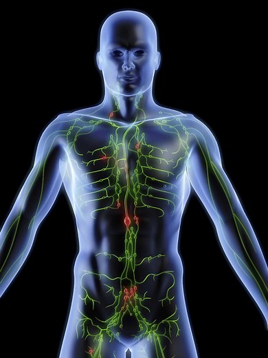 What Are Lymph Nodes For?