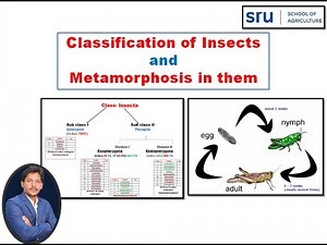 Classification and Metamorphosis in insects