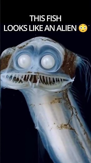 This Fish Looks Like an Alien 😳 | Telescopefish Deep Sea Monster