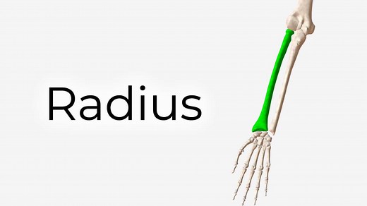 Radius (Bone) - Structure, Articulations, 3D Model | AnatomyZone