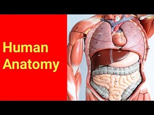 Basic Human Anatomy | internal structure of Human being