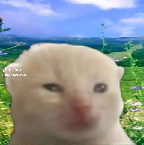 Cats in Space: Hilarious Alien Cat Memes