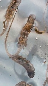 Check out these weird creatures. Alien looking things. Bizarre bugs. They are weird￼ AF 🤣🤣🤣 #weirdcreatures #bizarre #bugs #weirdaf #wildanduntamed #maggot #wildlifegarden | Emma Louise Dyson