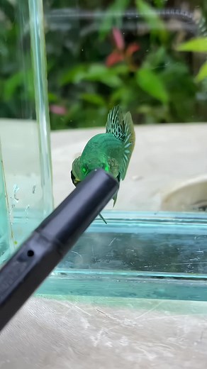 Alien Copper Hulk Betta Fish: Wild Betta & Alien Hybrid Varieties