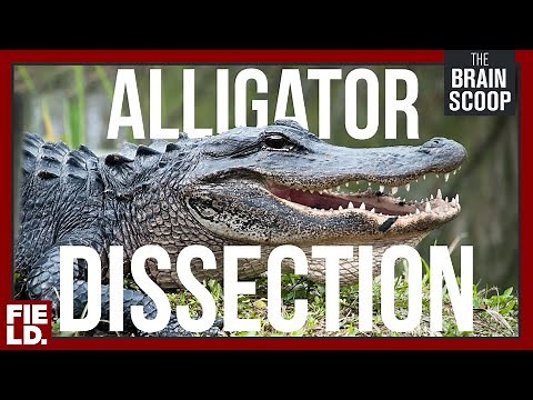 Alligator Dissection HIGHLIGHTS!