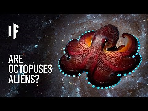 What If Octopuses Are Aliens from Outer Space?