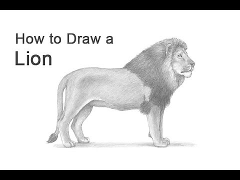 How to Draw a Lion