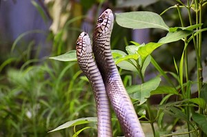 How Do Reptiles Reproduce? Uncovering the Facts | LoveToKnow Pets