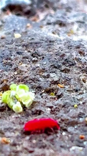 What is this alien creature? 👽🐛 #macro