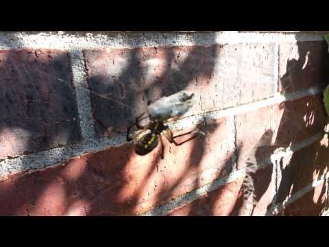 Big Black and Yellow Garden Spider vs Bee