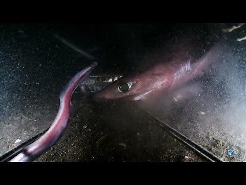 Gulper and Pacific Sleeper Sharks | Alien Sharks