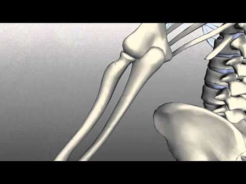Radius and Ulna - Anatomy Tutorial