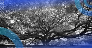 Tree in Python: A Guide | Built In