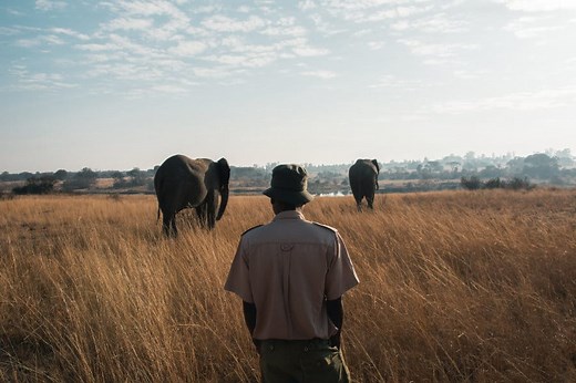 Top Conservation NGOs Protecting African Wildlife