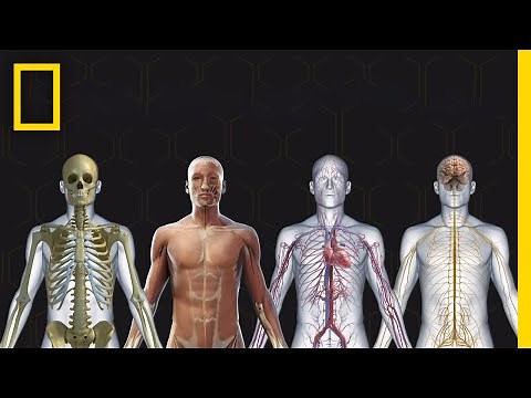 Human Body 101 | National Geographic