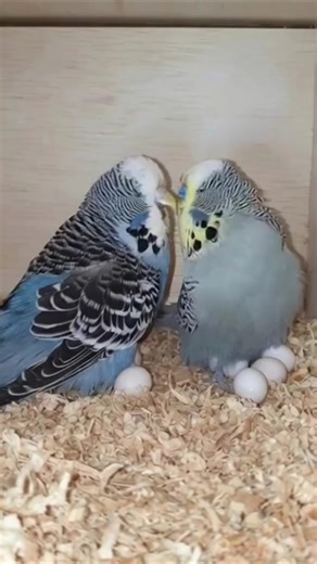 Grey Colour Budgie Pair Laying Eggs #budgie #budgiesfeeding #eggs