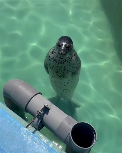 Scary Alien Invasion at Sealand! Witness the Cutest Seal Alien Ever!