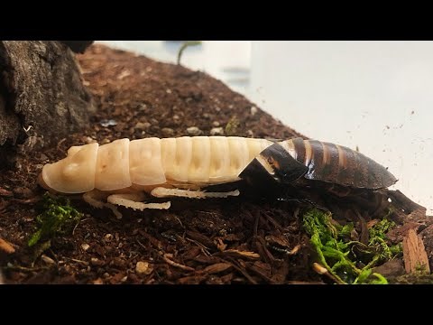 Cockroach Molting