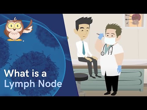 What are Lymph Nodes | How to Check Cancer Signs and Symptoms